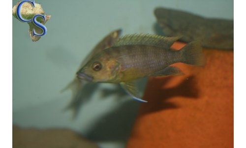 Ctenochromis benthicola
